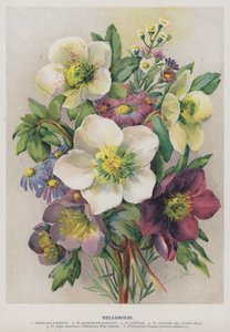 Helleborit