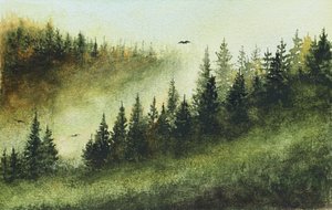 Sumuinen ikivihreä metsä