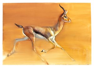 Arabian Gazelle, 2010 (öljy paperille) tekijältä Mark Adlington
