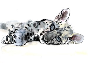 Arabianleopardinpentu, 2008 tekijältä Mark Adlington