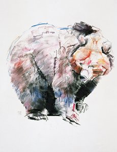 Karhu (hiili ja conte paperille) tekijältä Mark Adlington