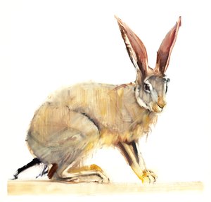 Cape Hare, 2010 (öljy paperille) tekijältä Mark Adlington