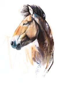 Desert Spirit (Przewalski), 2013, (pastelli ja hiili paperille)