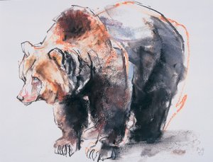 Euroopan ruskea karhu, 2001 (hiili ja conte paperilla) tekijältä Mark Adlington