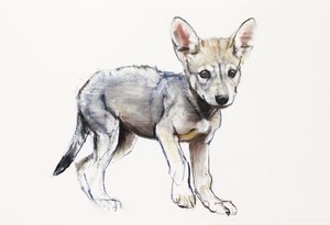 Hesitating Arabian Wolf Pup, 2009 (conte und charcoal paperilla) tekijältä Mark Adlington