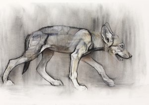 Lean Pup (Arabian Wolf), 2009 (conte und charcoal on paper) tekijältä Mark Adlington