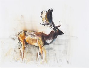 Magnificent Fallow Buck, 2006 (hiili ja conte paperilla) tekijältä Mark Adlington