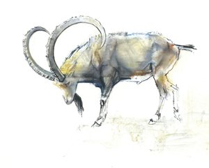 Nubialainen kauris, 2008 (conte ja hiili paperille) tekijältä Mark Adlington
