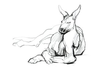 Lepäävä urheilija (punainen kenguru), 2012, (grafiitti paperille) tekijältä Mark Adlington