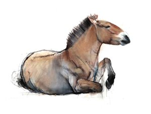 Istuva Przewalski, 2011, (hiili, conté ja pastelli paperille)