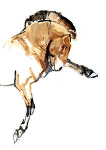 Ori (Przewalski), 2013 (sennelier-muste, akvarelli ja guassi)