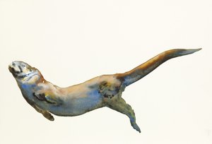 Velvet, 2014, (akvarelli paperille) tekijältä Mark Adlington