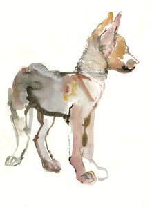 Waggle (Arabian Wolf Pup), 2011, (akvarelli ja guassi paperille) tekijältä Mark Adlington
