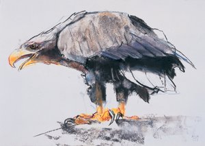 Merikotka, 2001 (hiili ja conte paperille) tekijältä Mark Adlington