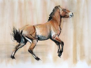 Nuori ori (Przewalski), 2014, (pastelli ja hiili paperille)
