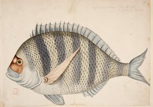 Kala. tekijältä Mark Catesby