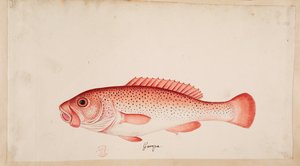 Kala. tekijältä Mark Catesby