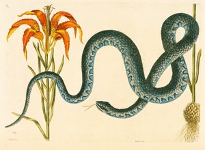 Anguis, Wampum Snake, levy 58, voi. 1 "Carolinan, Floridan ja Bahaman luonnonhistoriasta" tekijältä Mark Catesby