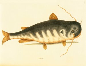 Monni, levy 23, vol. 1 "Carolinan, Floridan ja Bahaman luonnonhistoriasta" tekijältä Mark Catesby