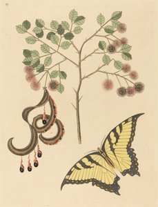 Kissankynsi (Mimosa circinalis) tekijältä Mark Catesby