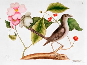 Dogwood: Cornus florida ja pilkkaava lintu Carolinan luonnonhistoriasta (1730-48)