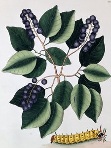 Kyyhkynen luumu ja suurisarvitonka, 1771