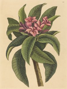 Punainen Frangipanni Plumeria rubra, julkaistu 1731-1743. tekijältä Mark Catesby