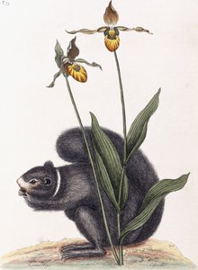 Sciurnus Niger tekijältä Mark Catesby