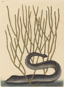 Musta Muray tekijältä Mark Catesby
