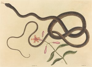 The Coach-whip Snake Coluber flagellum, julkaistu 1731-1743. tekijältä Mark Catesby