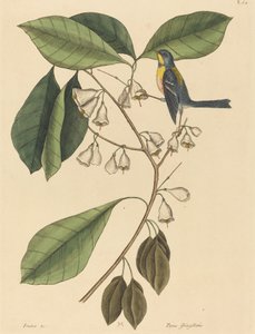 Finch Creeper (Parus americanus) tekijältä Mark Catesby
