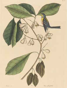 The Finch Creeper Parus americanus, publicat 1731-1743. finlandès tekijältä Mark Catesby