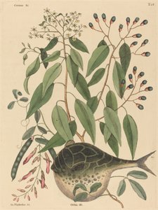Globe Fish Tetrodon lagocephalus, julkaistu 1731-1743. tekijältä Mark Catesby