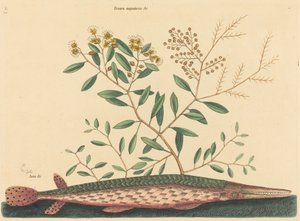 Green Gar Fish Esox osseus, julkaistu 1731-1743. tekijältä Mark Catesby