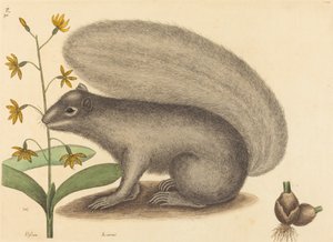 Harmaa kettuorava Sciurus cinereus, julkaistu 1731-1743. tekijältä Mark Catesby