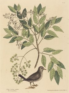 Maakyyhky (Columba passerina) tekijältä Mark Catesby