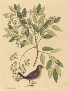 Ground Dove Columba passerina, julkaistu 1731-1743. tekijältä Mark Catesby
