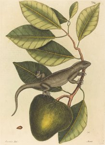 Guana (iguaanilisko)