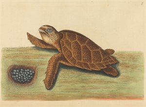 Hawks-bill Turtle Testudo caretta, julkaistu 1731-1743. tekijältä Mark Catesby