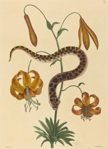 Sikan nenäkäärme (Boa contortrix) tekijältä Mark Catesby