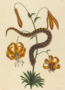 Sikan nenäkäärme (Boa contortrix)