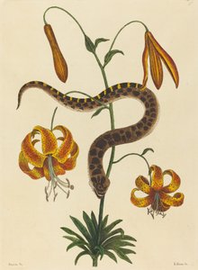 The Hog-nose Snake Boa contortrix, julkaistu 1731-1743. tekijältä Mark Catesby