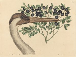 The Hooping Crane (Ardea Americana) tekijältä Mark Catesby