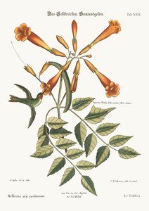 Hummingbird, 1749-73 tekijältä Mark Catesby