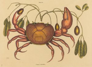Maarapusyöpä ruricola, julkaistu 1731-1743. tekijältä Mark Catesby