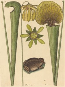 Land Frog Rana, julkaistu 1731-1743. tekijältä Mark Catesby