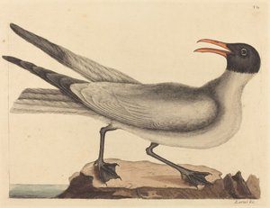 La gavina riera (Larus articilla) finlandès tekijältä Mark Catesby