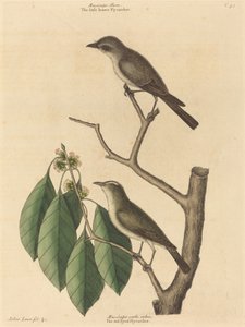 Pieni ruskea kärpässieppo, julkaistu 1731-1743. tekijältä Mark Catesby