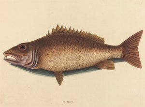 Mangrove Snapper Labrus Griseus, julkaistu tekijältä Mark Catesby