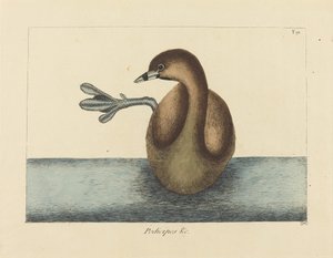 Pied-biled Dobchick (Colymbus podiceps) tekijältä Mark Catesby